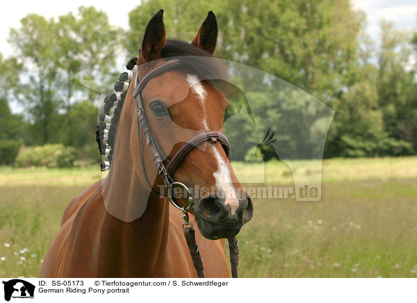 Deutsches Reitpony Portrait / Pony portrait / SS-05173