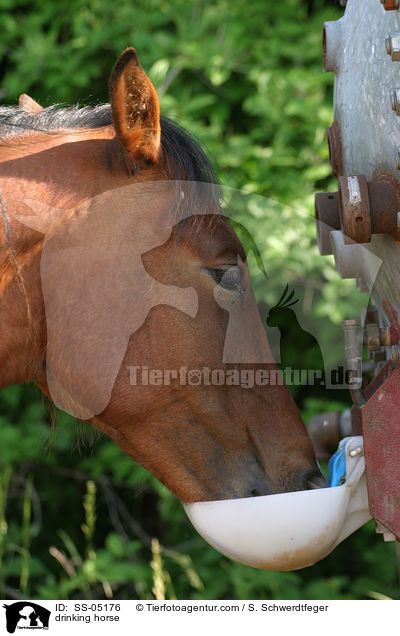 Pferd an der Trnke / drinking horse / SS-05176