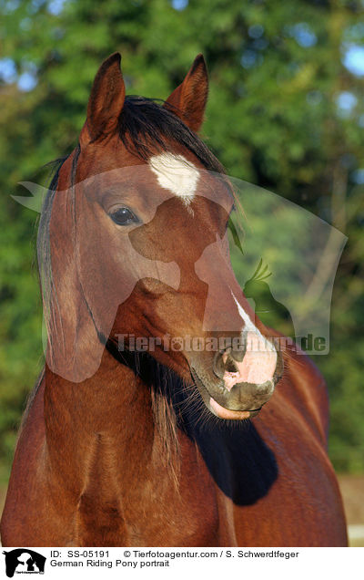Deutsches Reitpony Portrait / pony portrait / SS-05191