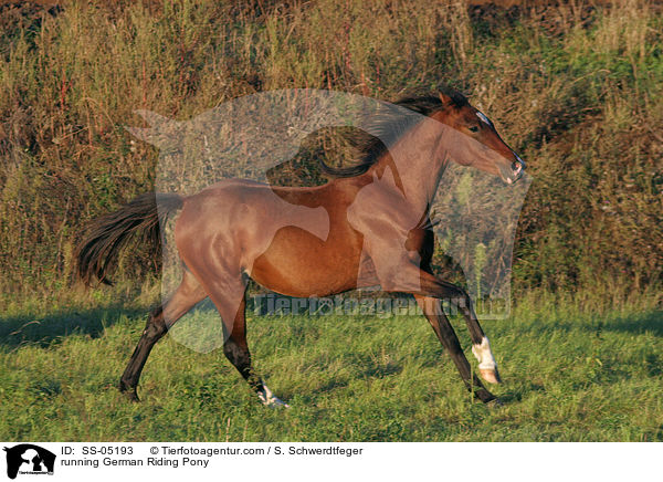 galoppierendes Deutsches Reitpony / running pony / SS-05193