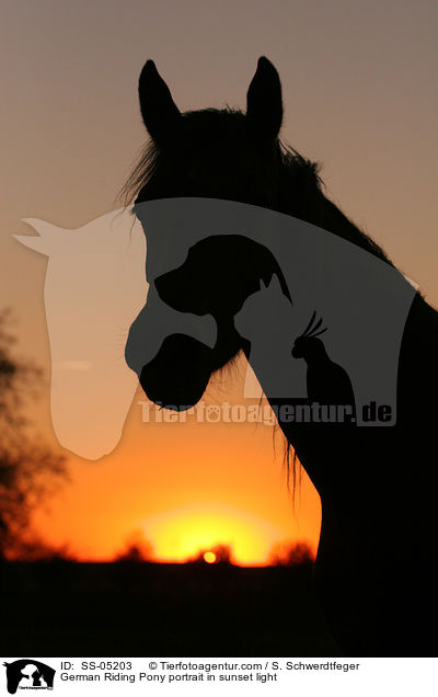 Deutsches Reitpony Portrait / pony portrait in sunset light / SS-05203