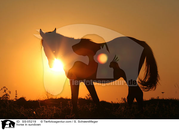 Pferd im Sonnenuntergang / horse in sundown / SS-05219