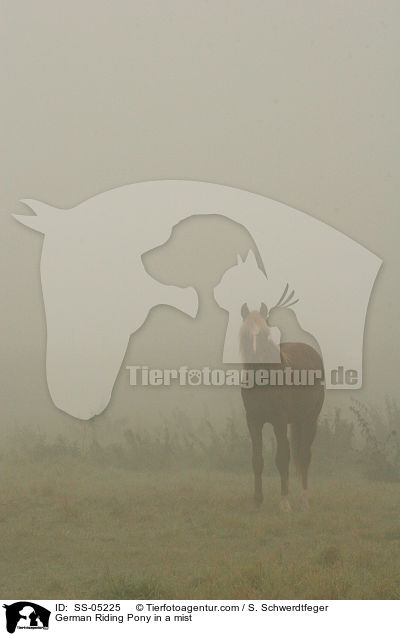 Deutsches Reitpony im Nebel / horse in a mist / SS-05225