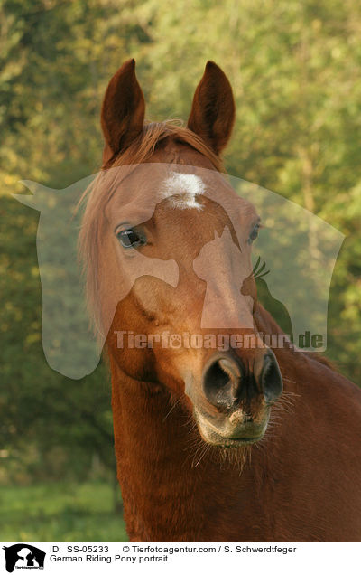 Deutsches Reitpony Portrait / pony portrait / SS-05233