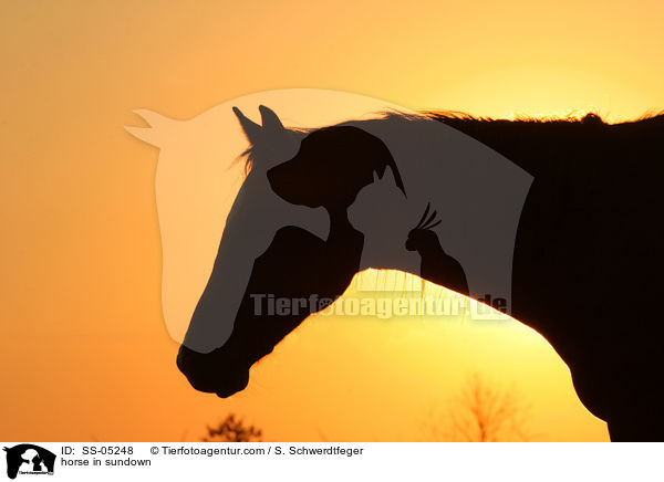 Pferd im Sonnenuntergang / horse in sundown / SS-05248
