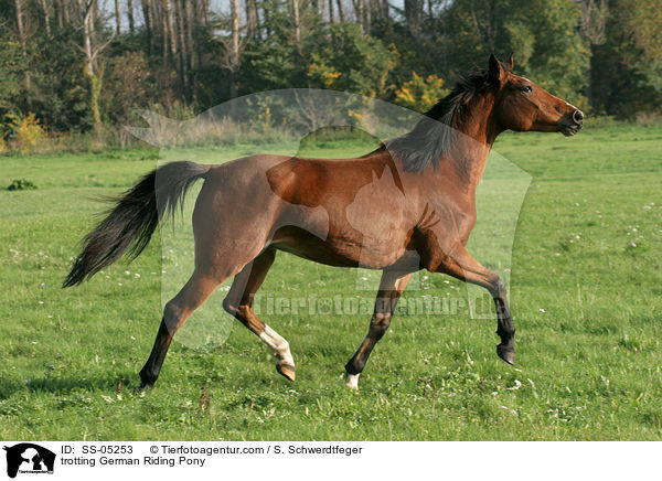 trotting German Riding Pony / SS-05253