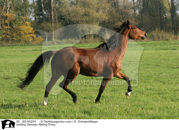 trotting German Riding Pony / SS-05254