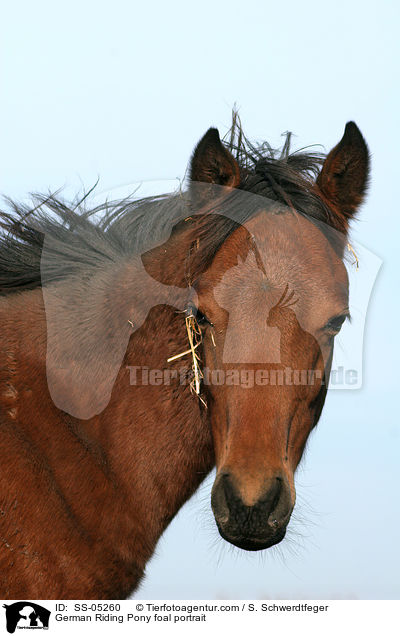 Deutsches Reitpony Fohlen Portrait / pony foal portrait / SS-05260
