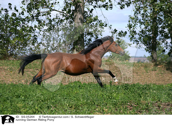 galoppierendes Deutsches Reitpony / running horse / SS-05264