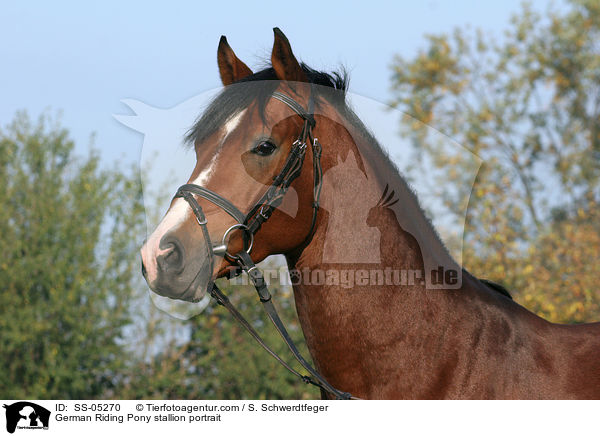 Deutscher Reitpony Hengst Portrait / pony stallion portrait / SS-05270