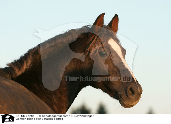 Deutscher Reitpony Hengst Portrait / pony stallion portrait / SS-05281