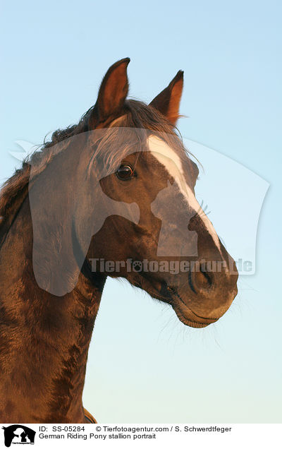 Deutscher Reitpony Hengst Portrait / pony stallion portrait / SS-05284