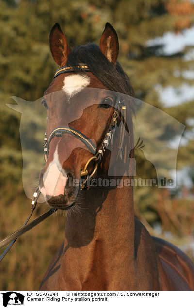 Deutscher Reitpony Hengst im Portrait / pony stallion portrait / SS-07241