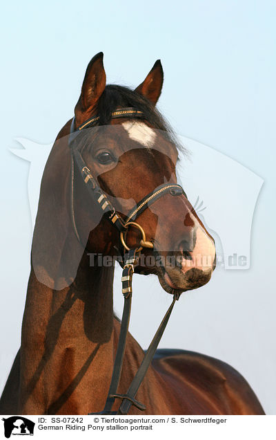 Deutscher Reitpony Hengst im Portrait / pony stallion portrait / SS-07242