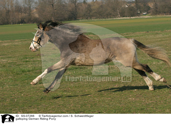 galoppierendes Deutsches Reitpony / galloping horse / SS-07266
