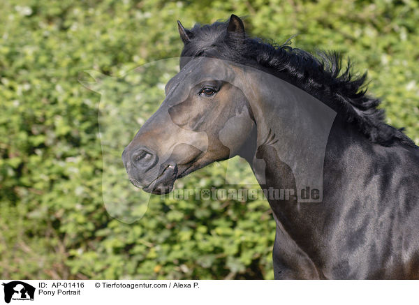 Deutsches Reitpony / Pony Portrait / AP-01416