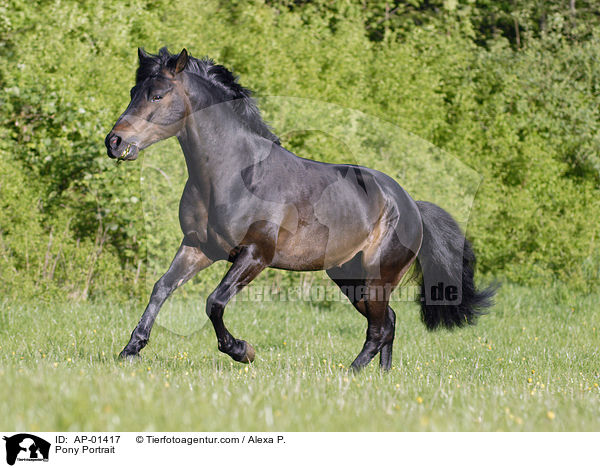 Deutsches Reitpony / Pony Portrait / AP-01417