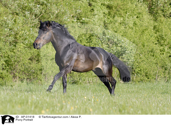 Deutsches Reitpony / Pony Portrait / AP-01418
