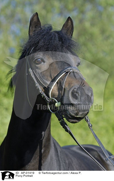 Deutsches Reitpony / Pony Portrait / AP-01419