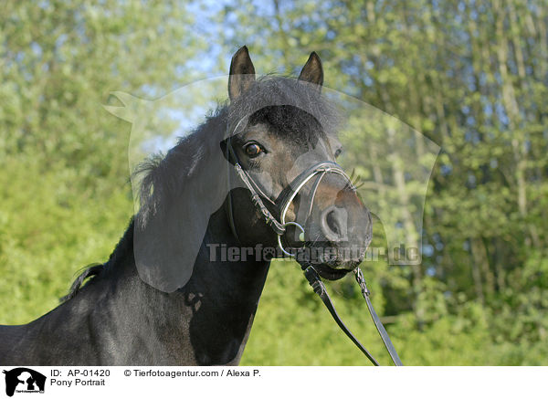 Deutsches Reitpony / Pony Portrait / AP-01420