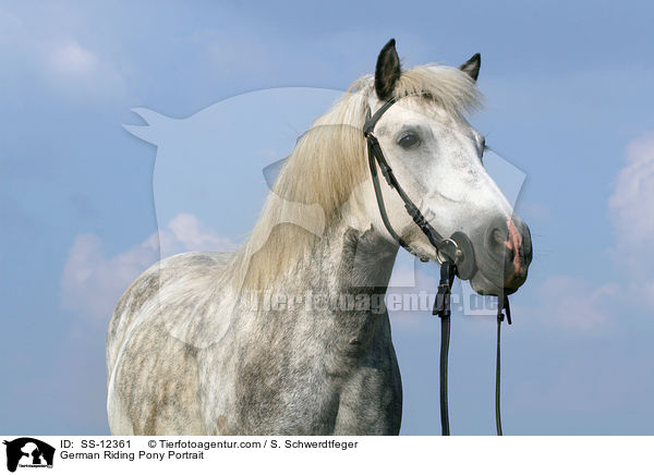 Deutsches Reitpony Portrait / Pony Portrait / SS-12361