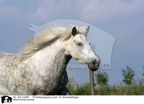 Deutsches Reitpony / white horse / SS-12365