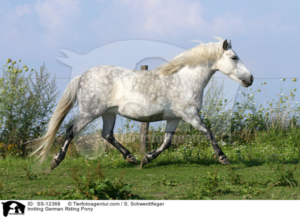 trabendes Deutsches Reitpony / trotting horse / SS-12368