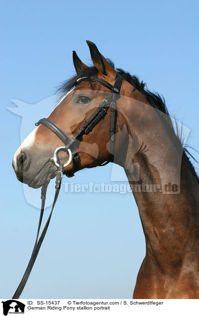 Deutscher Reitpony Hengst im Portrait / Pony stallion portrait / SS-15437