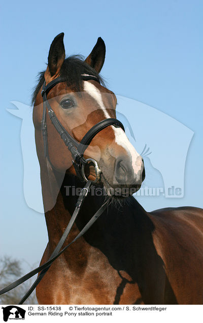 Deutscher Reitpony Hengst im Portrait / Pony stallion portrait / SS-15438