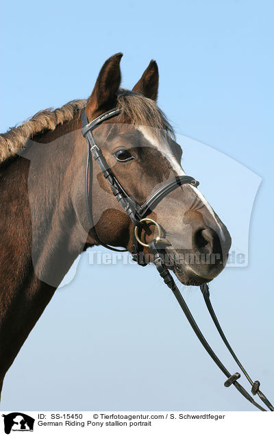 Deutscher Reitpony Hengst im Portrait / Pony stallion portrait / SS-15450