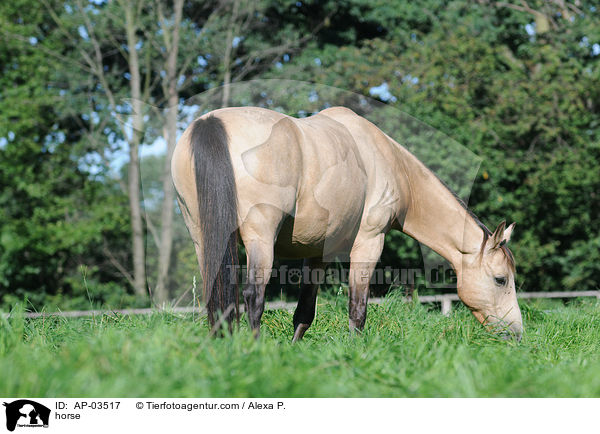 Deutsches Reitpony / horse / AP-03517