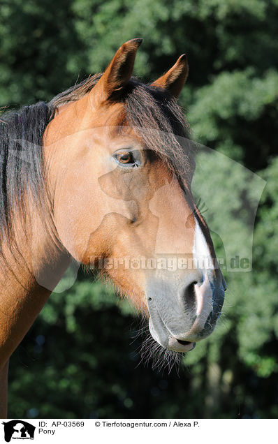 Deutsches Reitpony / Pony / AP-03569
