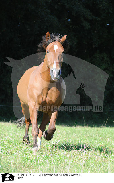 Deutsches Reitpony / Pony / AP-03573