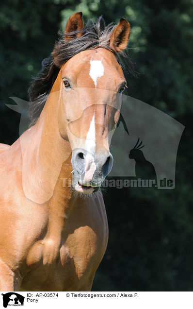 Deutsches Reitpony / Pony / AP-03574