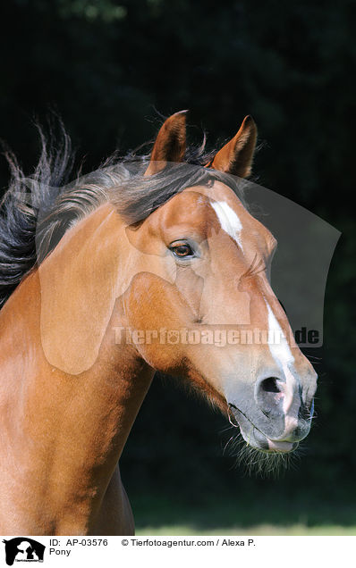 Deutsches Reitpony / Pony / AP-03576
