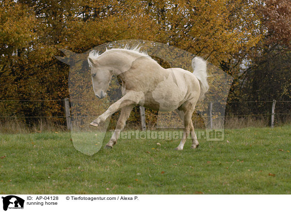 rennendes Deutsches Reitpony / running horse / AP-04128