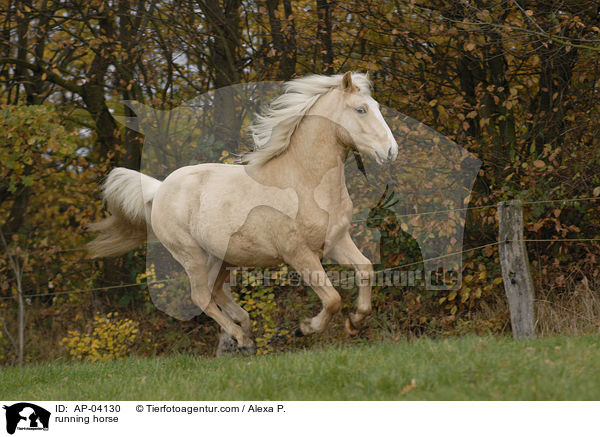 rennendes Deutsches Reitpony / running horse / AP-04130