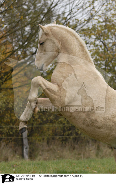 steigendes Pferd / rearing horse / AP-04140