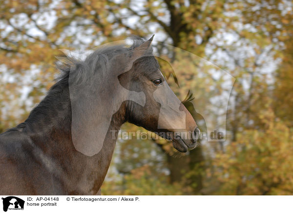 Deutsches Reitpony Portrait / horse portrait / AP-04148