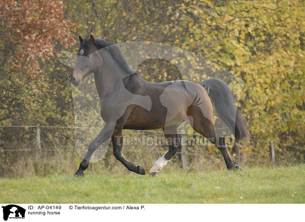 rennendes Deutsches Reitpony / running horse / AP-04149