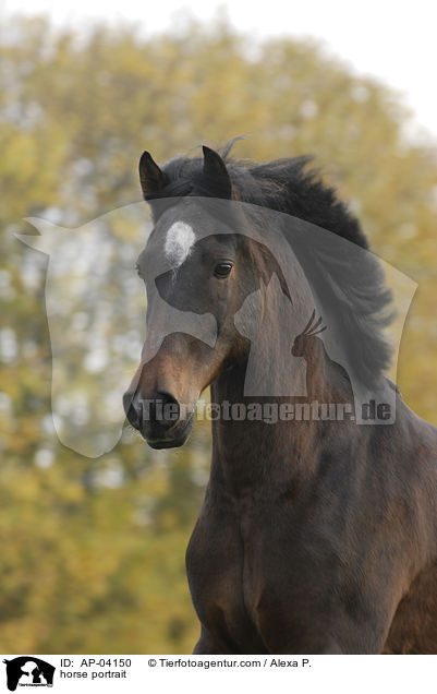 Deutsches Reitpony Portrait / horse portrait / AP-04150