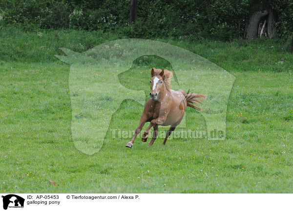 galoppierendes Reitpony / galloping pony / AP-05453