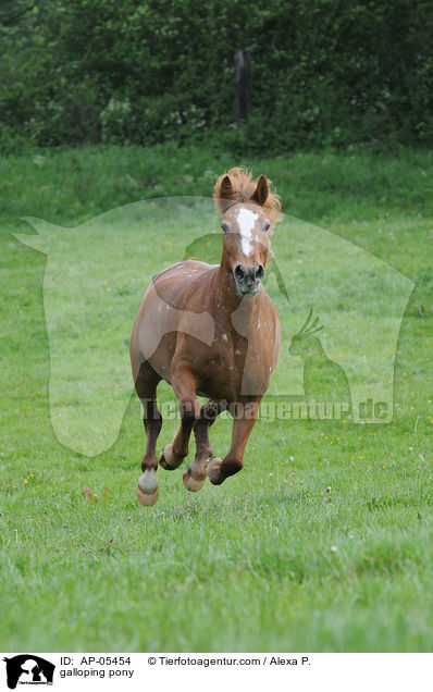 galoppierendes Reitpony / galloping pony / AP-05454