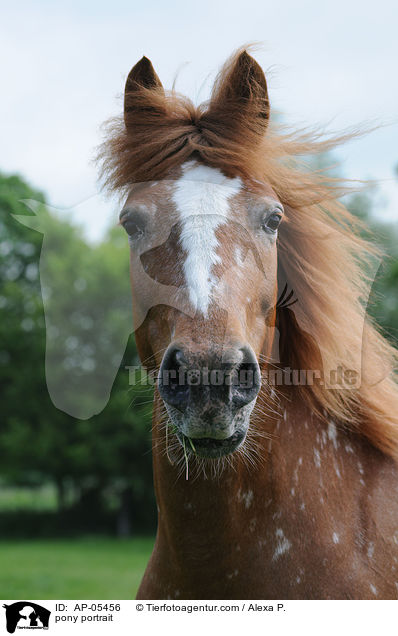 Reitpony Portrait / pony portrait / AP-05456