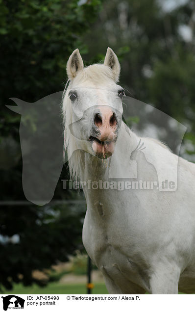 Reitpony Portrait / pony portrait / AP-05498