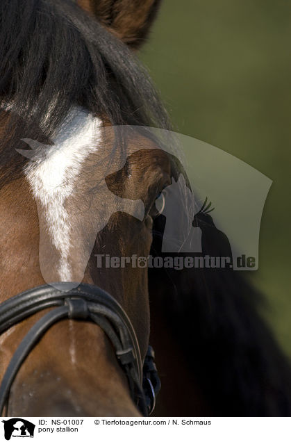Deutscher Reitpony Hengst / pony stallion / NS-01007