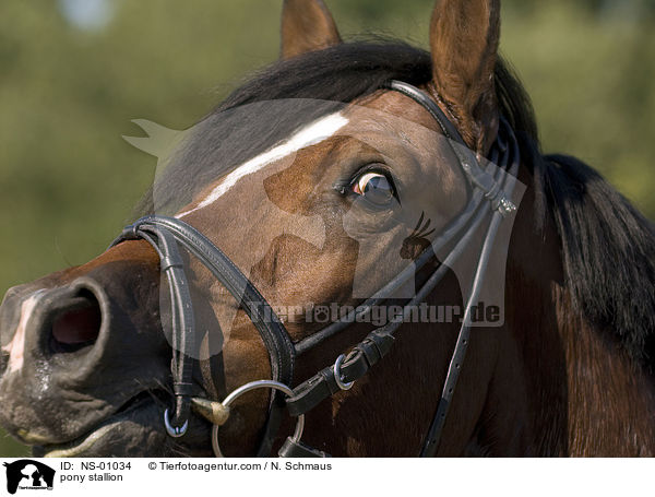 Deutscher Reitpony Hengst / pony stallion / NS-01034