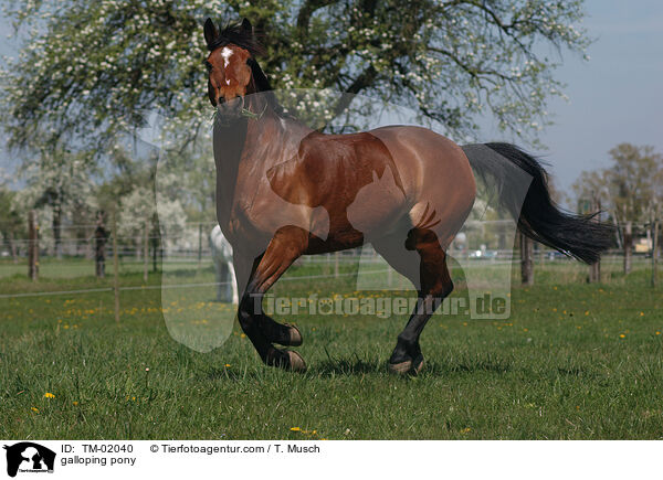 galloping pony / TM-02040