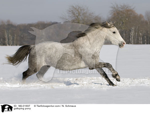 galoppierendes Deutsches Reitpony / galloping pony / NS-01697