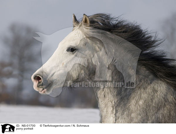 Deutsches Reitpony Portrait / pony portrait / NS-01700